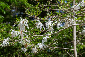Magnolia stellata (star magnolia)