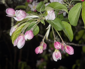 Malus spectabilis (Chinese crab, Asiatic apple)