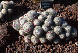 Mammillaria haageana (Mexican pincushion cactus)