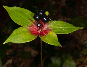 Medeola virginiana (Indian cucumber-root, Indian cucumber)
