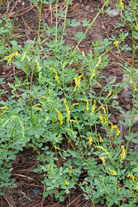 Melilotus officinalis (white sweet clover, yellow sweet clover, sweet clover, sweetclover)