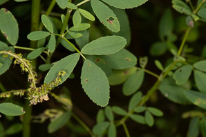 Melilotus officinalis (white sweet clover, yellow sweet clover, sweet clover, sweetclover)