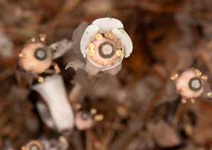 Monotropa uniflora (Indian pipes, ghost plant, corpse plant, Indian pipe, Indianpipe)