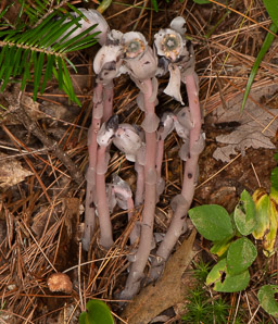 Monotropa uniflora (Indian pipes, ghost plant, corpse plant, Indian pipe, Indianpipe)