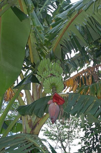 Musa sp. (banana tree, banana)
