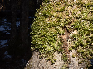 Neckera pennata (shingle moss, neckera moss)