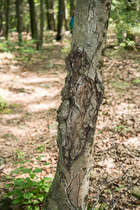 Neonectria ditissima (nectria canker)