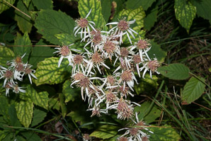 Oclemena acuminata (whorled wood aster, mountain aster, sharp-leaved aster)