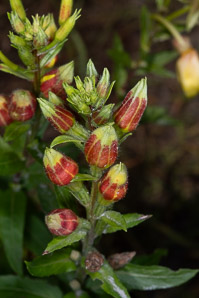 Oenothera biennis (common evening primrose)