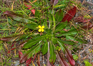 Oenothera parviflora (small-flowered evening-primrose, northern evening primrose)