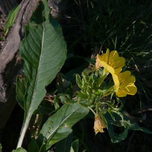 Oenothera parviflora (small-flowered evening-primrose, northern evening primrose)