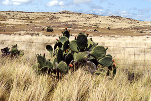 Opuntia phaeacantha (desert prickly pear, tulip prickly pear, brown-spine prickly pear, tulip pricklypear)