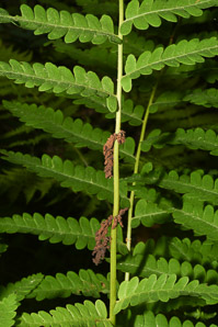 Osmunda claytoniana (interrupted fern)