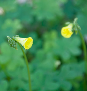 Oxalis pes-caprae (buttercup oxalis, Bermuda buttercup, African wood-sorrel, Bermuda sorrel, Cape sorrel, English weed, goat’s-foot, sourgrass)