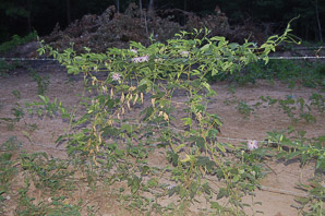 Passiflora edulis (passion fruit, purple granadilla)