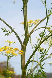 Pastinaca sativa (parsnip, wild parsnip)