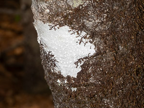 Phlyctis argena (whitewash lichen, blemished lichen)