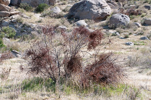Phoradendron californicum (desert mistletoe, mesquite mistletoe)