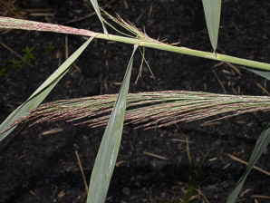 Phragmites australis (phragmites, common reed)