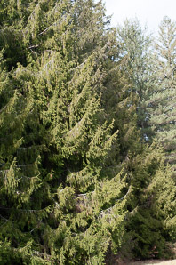 Picea abies (Norway spruce)