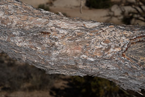 Pinus monophylla (singleleaf piñon, pinyon pine, single-leaf pinyon pine, single-leaf piñon pine, singleleaf pinyon)
