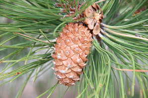 Pinus ponderosa (ponderosa pine, yellow pine, pino real, western yellow pine, bull pine, black jack pine, western red pine, western pitch pine)