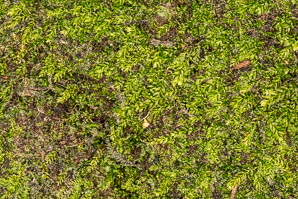Plagiomnium ciliare (saber tooth moss, plagiomnium moss)