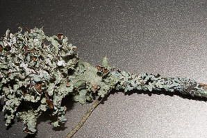 Platismatia tuckermanii (crumpled rag lichen, Tuckerman’s ragged lichen)