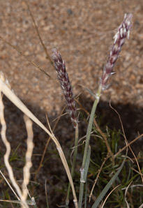 Pleuraphis rigida (Galleta grass, big galleta)