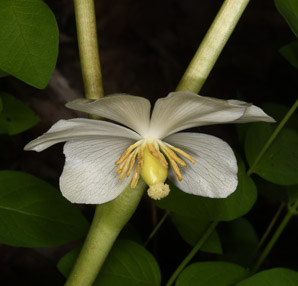 Podophyllum peltatum (mayapple, mandrake root, American mandrake, raccoon berry, wild lemon, Indian apple, duck’s foot, hog apple, umbrella plant, ground lemon)