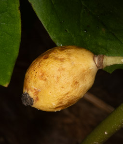 Podophyllum peltatum (mayapple, mandrake root, American mandrake, raccoon berry, wild lemon, Indian apple, duck’s foot, hog apple, umbrella plant, ground lemon)