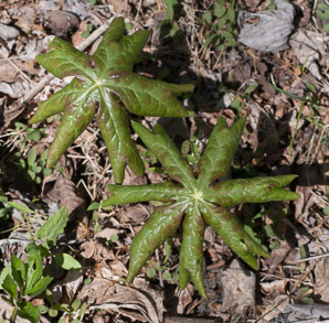 Podophyllum peltatum (mayapple, mandrake root, American mandrake, raccoon berry, wild lemon, Indian apple, duck’s foot, hog apple, umbrella plant, ground lemon)