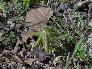 Podophyllum peltatum (mayapple, mandrake root, American mandrake, raccoon berry, wild lemon, Indian apple, duck’s foot, hog apple, umbrella plant, ground lemon)