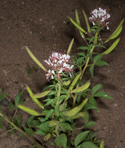Polanisia dodecandra (large-flowered redwhisker clammyweed, sandyseed clammyweed)