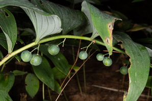 Polygonatum biflorum (smooth Solomon’s-seal, King Solomon’s-seal, great Solomon’s seal, smooth Solomon’s seal)