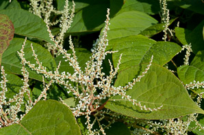 Polygonum cuspidatum (Japanese knotweed, Mexican bamboo)