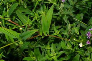 Polygonum sagittatum (arrow tearthumb, arrowleaf tearthumb)