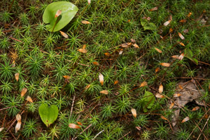 Polytrichum commune (common haircap moss, haircap moss, polytrichum moss)