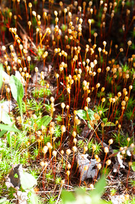 Polytrichum commune (common haircap moss, haircap moss, polytrichum moss)