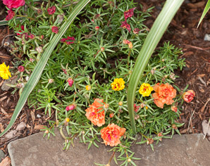 Portulaca L. (portulaca, purslane)