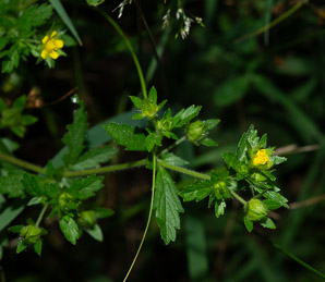 Potentilla intermedia (downy cinquefoil)