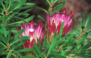 Protea cynaroides (king protea)