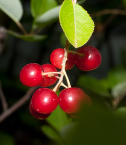 Prunus virginiana (common chokecherry, chokecherry)