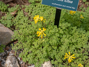 Pseudofumaria lutea (yellow corydalis, rock fumewort)