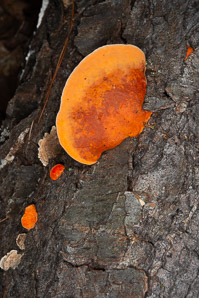 Pycnoporus cinnabarinus (cinnabar polypore)