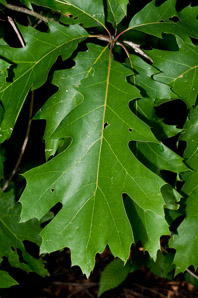 Quercus rubra (northern red oak, champion oak, red oak)