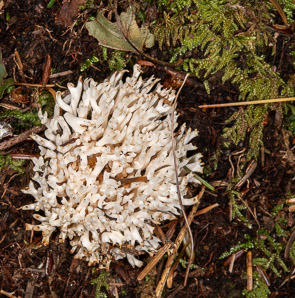 Ramariopsis kunzei (white coral)