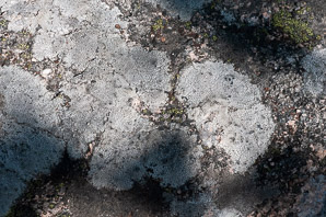 Rhizocarpon disporum (single-spored map lichen, map lichen)