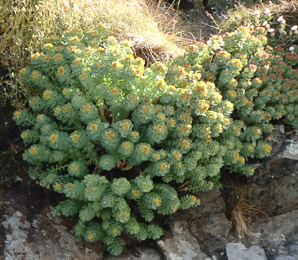 Rhodiola rosea (roseroot, golden root, Aaron’s rod, Arctic root, roseroot stonecrop)
