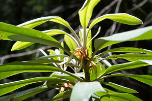 Rhododendron maximum (great rhododendron, great laurel, rosebay rhododendron, American rhododendron, big rhododendron)